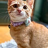 cat, orange_tabby, whiskers, collar, flower_accessory, pet, indoor, close_up, curious, feline, animal, portrait, soft_focus, domestic_cat, cute, fur, ears, eyes, nose, background_blur