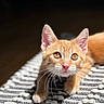 Hemi joined the competition — help win amazing prizes! kitten, cat, orange_tabby, pet, animal, whiskers, pink_nose, curious, lying_down, indoor, rug, texture, close_up, soft_light, young_cat, feline, domestic_cat, cute, alert, portrait