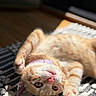 Hemi is registered to the contest to win money with this photo: cat, kitten, ginger_cat, pet, indoor, sunlight, relaxing, cute, paw, fur, whiskers, collar, striped, playful, closeup, animal, mammal, resting, domestic_animal, soft