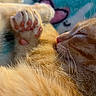 cat, orange_tabby, paw, pink_paw_pads, sleeping, fur, whiskers, close_up, cozy, resting, pet, animal, cute, domestic_cat, feline, soft, relaxed, indoor, nap, adorable
