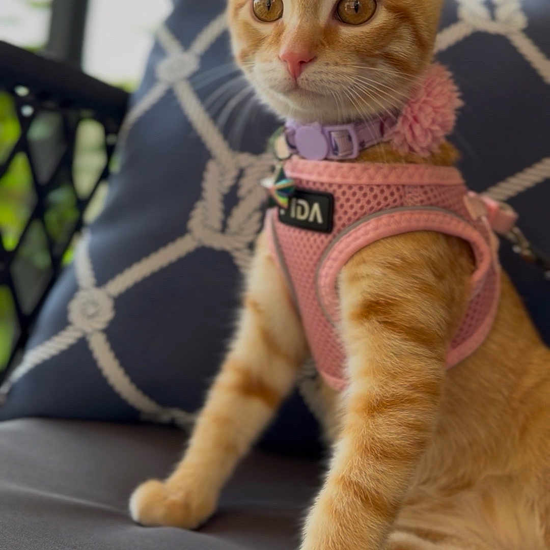 Hemi