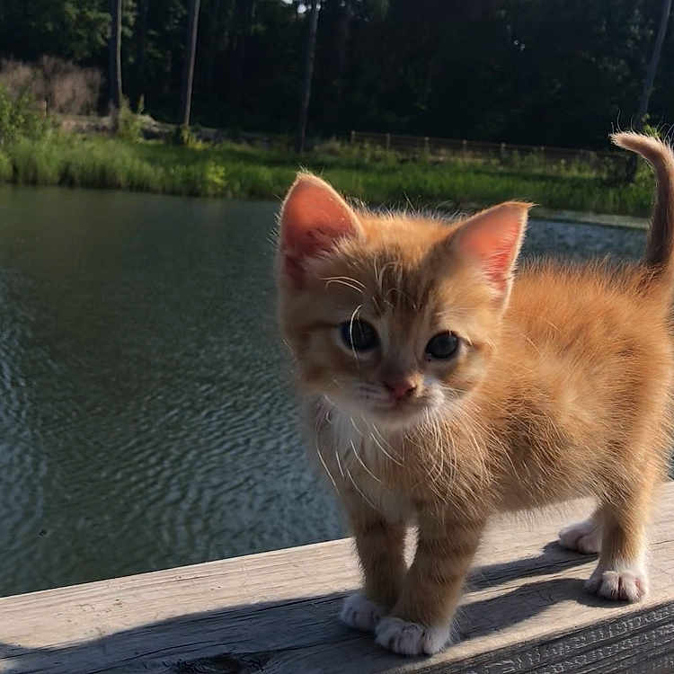 Joe joined the competition — help win amazing prizes! animal, architecture, cat, grass, kitten, lake, landscape, nature, outdoors, pet, pier, plant, pond, pool, scenery, tree, vegetation, water, waterfront, wood