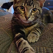 Toozee joined the competition — help win amazing prizes! cat, tabby, pet, animal, indoor, quilted_blanket, paw, feline, cute, relaxed, fur, whiskers, ears, eyes, closeup, home, cozy, resting, domestic_cat, portrait