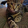 cat, tabby, pet, animal, indoor, quilted_blanket, paw, feline, cute, relaxed, fur, whiskers, ears, eyes, closeup, home, cozy, resting, domestic_cat, portrait