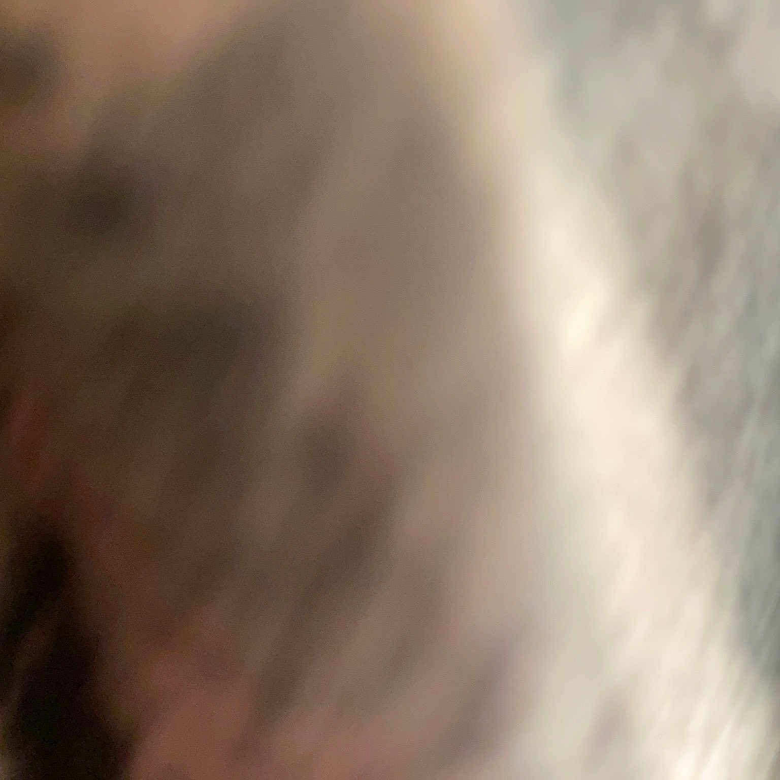 Woo is registered to the contest to win money with this photo: dog_breed, fur, snout, sporting_group, whiskers