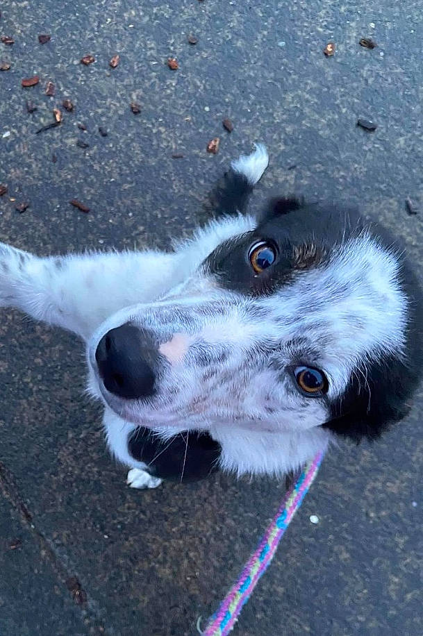 Woo joined the competition — help win amazing prizes! asphalt, canidae, carnivore, collar, companion_dog, dog, dog_breed, dog_collar, fur, herding_dog, leash, road_surface, sighthound, silken_windhound, sporting_group, street_dog, terrestrial_animal, whiskers, working_animal, working_dog