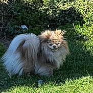 Bayley a rejoint le concours — aidez-le/la à gagner de superbes lots ! dog, fluffy, grass, outdoor, pet, animal, nature, sunlight, shadow, fur, small_dog, cute, lion_like, greenery, garden, canine, standing, wild_fur, adorable, daylight