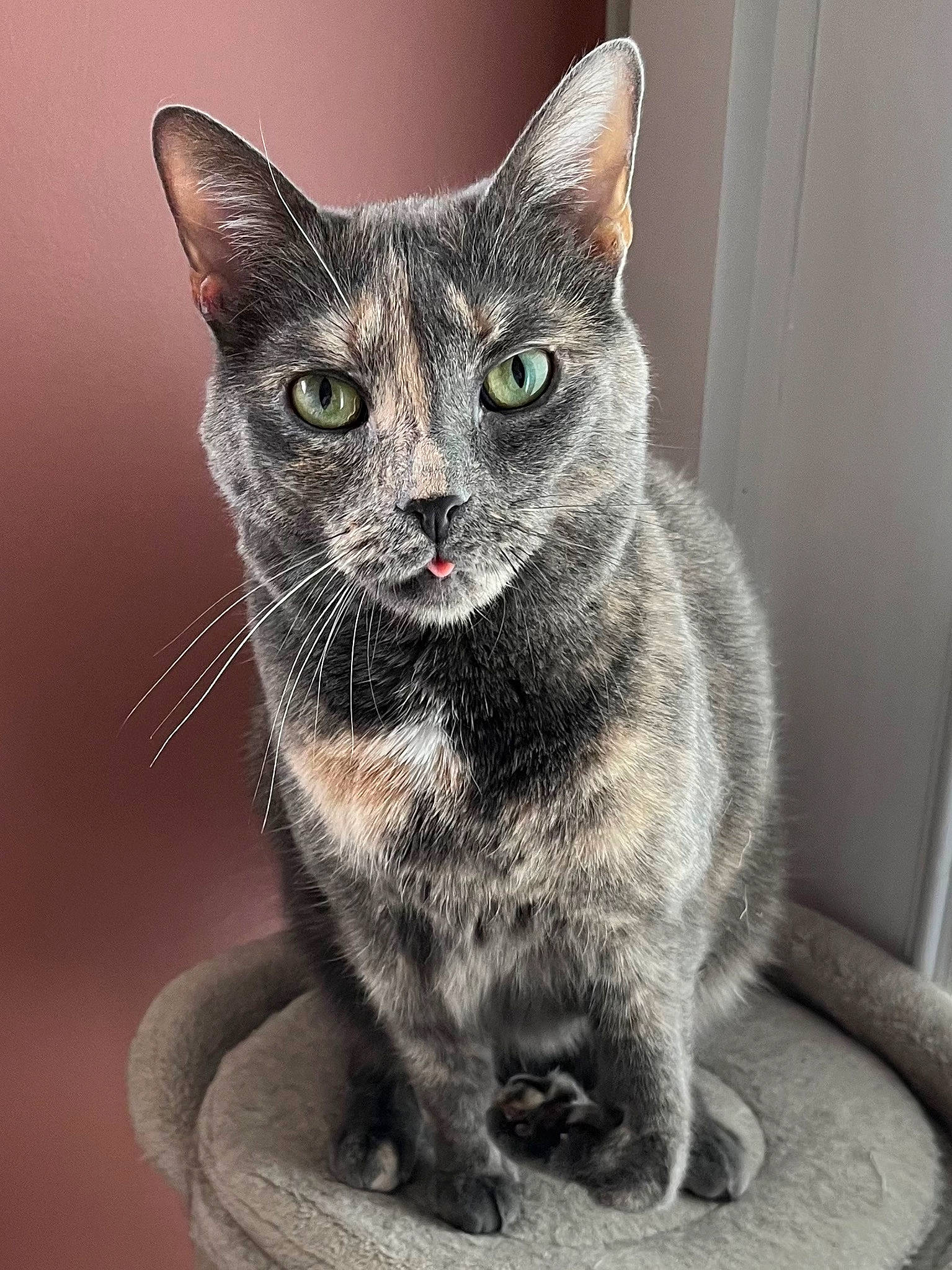 Smokey joined the competition — help win amazing prizes! art, carnivore, cat, domestic_short_haired_cat, felidae, fur, grey, small_to_medium_sized_cats, snout, terrestrial_animal, whiskers, window