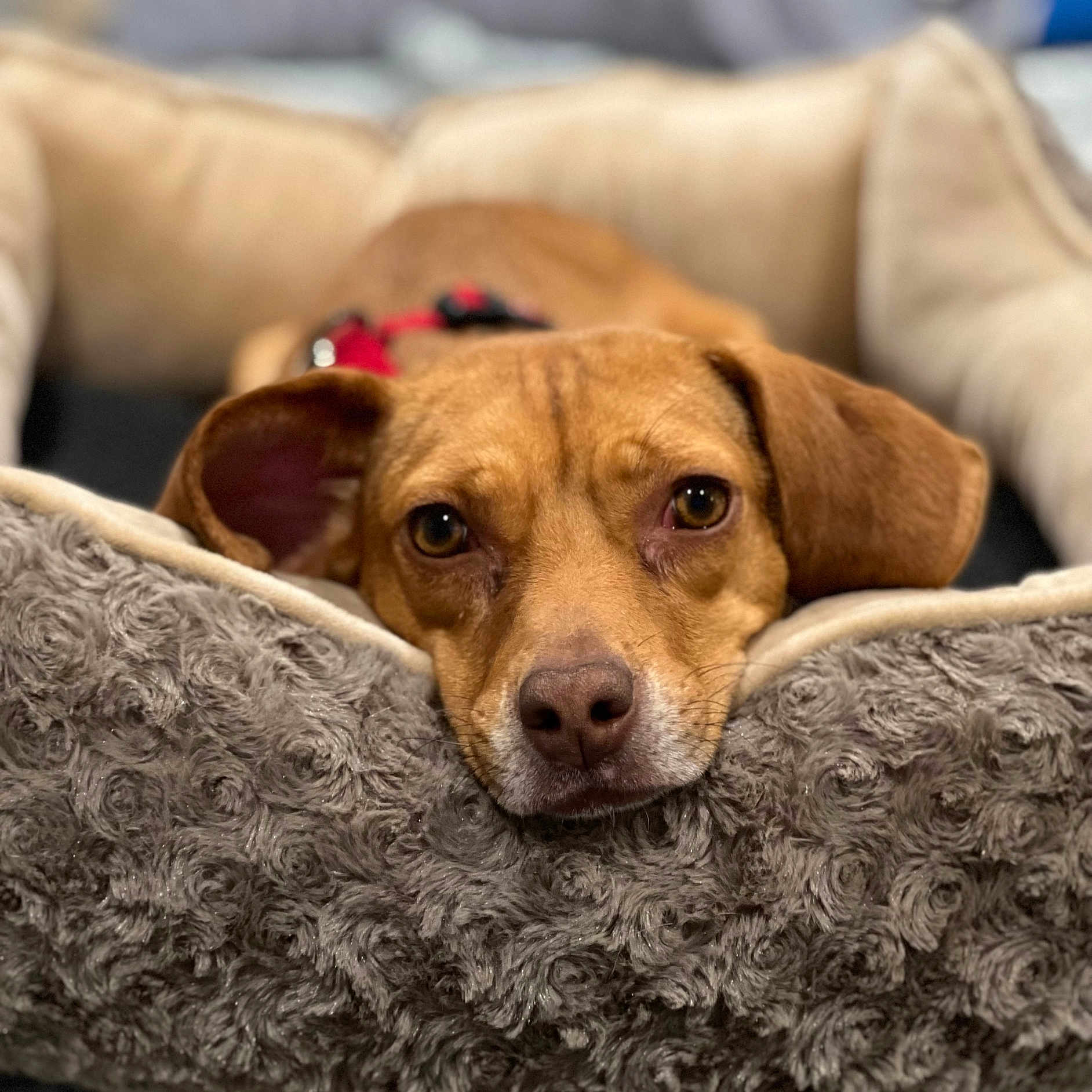 Evie joined the competition — help win amazing prizes! animal, beagle, blanket, bulldog, canine, chihuahua, couch, cushion, dog, dogbed, furniture, homedecor, hound, labradorretriever, person, pet, pitbull, puppy, sleeping, snout