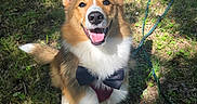 Archie participe au concours pour gagner de l'argent avec cette photo : dog, corgi, bow_tie, grass, outdoor, sunlight, happy, pet, canine, animal, smiling, leash, nature, greenery, portrait, sitting, daylight, fur, ears, cute