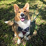 animal, bow_tie, canine, corgi, cute, daylight, dog, ears, fur, grass, greenery, happy, leash, nature, outdoor, pet, portrait, sitting, smiling, sunlight