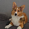 animal, black_nose, brown, canine, companion, corgi, couch, cute, dog, domestic, ears, face, fur, indoor, lying_down, paws, pet, relaxed, remote_control, white