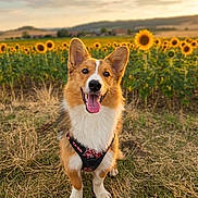 Archie a rejoint le concours — aidez-le/la à gagner de superbes lots ! dog, corgi, outdoor, sunflower_field, grass, happy, pet, animal, nature, sunset, sky, ears, tongue, fur, harness, smiling, cute, summer, field, landscape