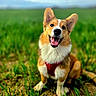 animal, canine, corgi, cute, dog, ears_up, field, friendly, fur, grass, happy, mammal, nature, outdoor, pet, playful, red_harness, sitting, smiling, tongue_out