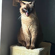 Simon is registered to the contest to win money with this photo: cat, siamese_cat, pet, animal, indoor, feline, tongue_out, cat_tree, light, shadow, window_light, fur, ears, whiskers, cute, sitting, portrait, looking_at_camera, domestic_cat, playful
