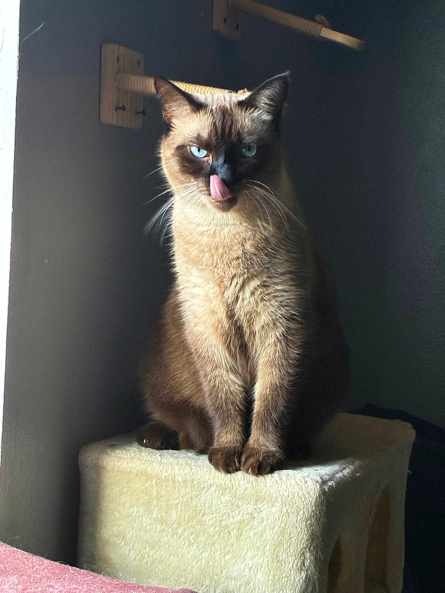 Simon