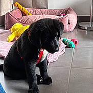 Arya participe au concours pour gagner de l'argent avec cette photo : animal, black_dog, cozy, cute, dog, dog_bed, domestic, floor, furry, home, indoor, pet, pink_bed, playful, puppy, red_harness, sitting, small_dog, toy, young_dog