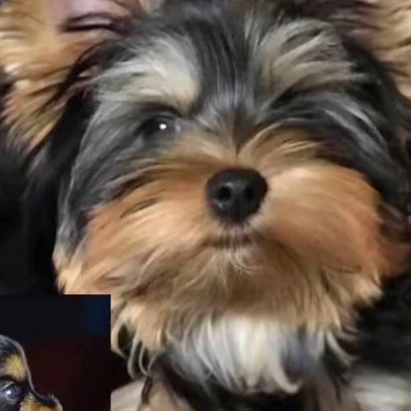 Ace joined the competition — help win amazing prizes! dog, cat, yorkshire_terrier, small_dog, fluffy, long_hair, brown_fur, black_fur, tan_fur, white_fur, portrait, close_up, pet, animal, ears, nose, grooming, indoor, inset_image, cute