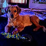 animal, bed, blanket, brown, cozy, curtains, cute, dog, fan, fur, indoor, lying_down, paw, pet, poster, puppy, relaxing, room, rope_toy, toy