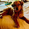 Flicka joined the competition — help win amazing prizes! animal, bed, brown_dog, canine, comfort, cozy, curious, dog, domestic_animal, fur, home, indoor, laying_down, pet, plush_toys, relaxing, resting, soft_light, sunlight, window
