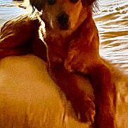 Flicka is registered to the contest to win money with this photo: animal, bed, brown, canine, comfort, cozy, dog, domestic, fur, furniture, home, indoors, light, pet, quiet, relaxing, resting, sleepy, soft_light, window