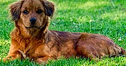 Flicka joined the competition — help win amazing prizes! animal, brown_dog, calm, canine, daytime, dog, domestic_animal, fur, grass, greenery, laying_down, leisure, mammal, nature, outdoor, pet, portrait, relaxed, summer, sunlight