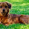 animal, brown_dog, calm, canine, daytime, dog, domestic_animal, fur, grass, greenery, laying_down, leisure, mammal, nature, outdoor, pet, portrait, relaxed, summer, sunlight