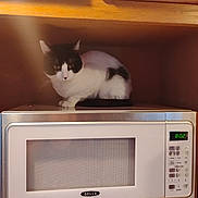 Yayo joined the competition — help win amazing prizes! cat, black_and_white_cat, microwave, kitchen, wooden_cabinet, appliance, pet, animal, indoor, curious, feline, resting, countertop, home, domestic, fur, whiskers, ears, eyes, still_life