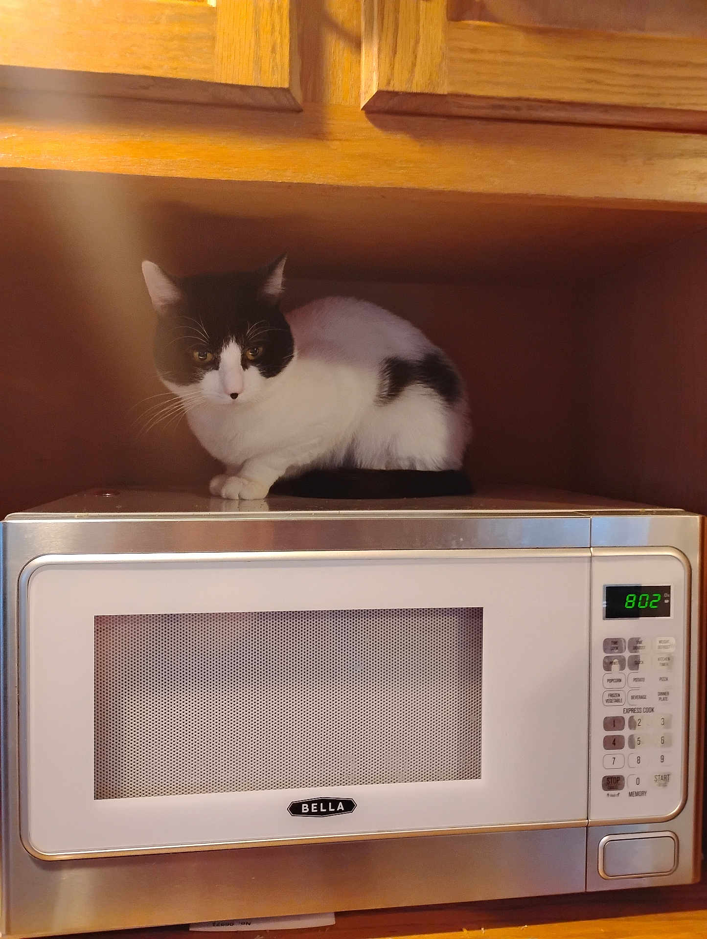 Yayo joined the competition — help win amazing prizes! cat, black_and_white_cat, microwave, kitchen, wooden_cabinet, appliance, pet, animal, indoor, curious, feline, resting, countertop, home, domestic, fur, whiskers, ears, eyes, still_life