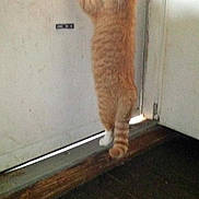 Mufasa Lee Booth is registered to the contest to win money with this photo: animal, cat, curiosity, curious, domestic_cat, door, feline, hind_legs, indoor, light_glow, orange_tabby, pet, scratched_door, standing, striped, tail, vertical, white_door, window, wood_floor