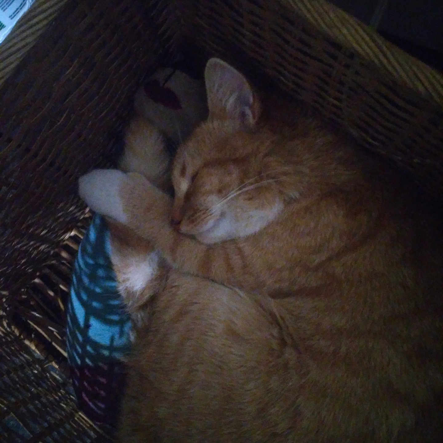 Mufasa Lee Booth joined the competition — help win amazing prizes! animal, basket, blanket, cat, cozy, cute, domestic_cat, feline, fur, ginger_cat, indoor, paw, pet, quiet, relaxed, resting, sleep, sleeping, whiskers, woven_basket