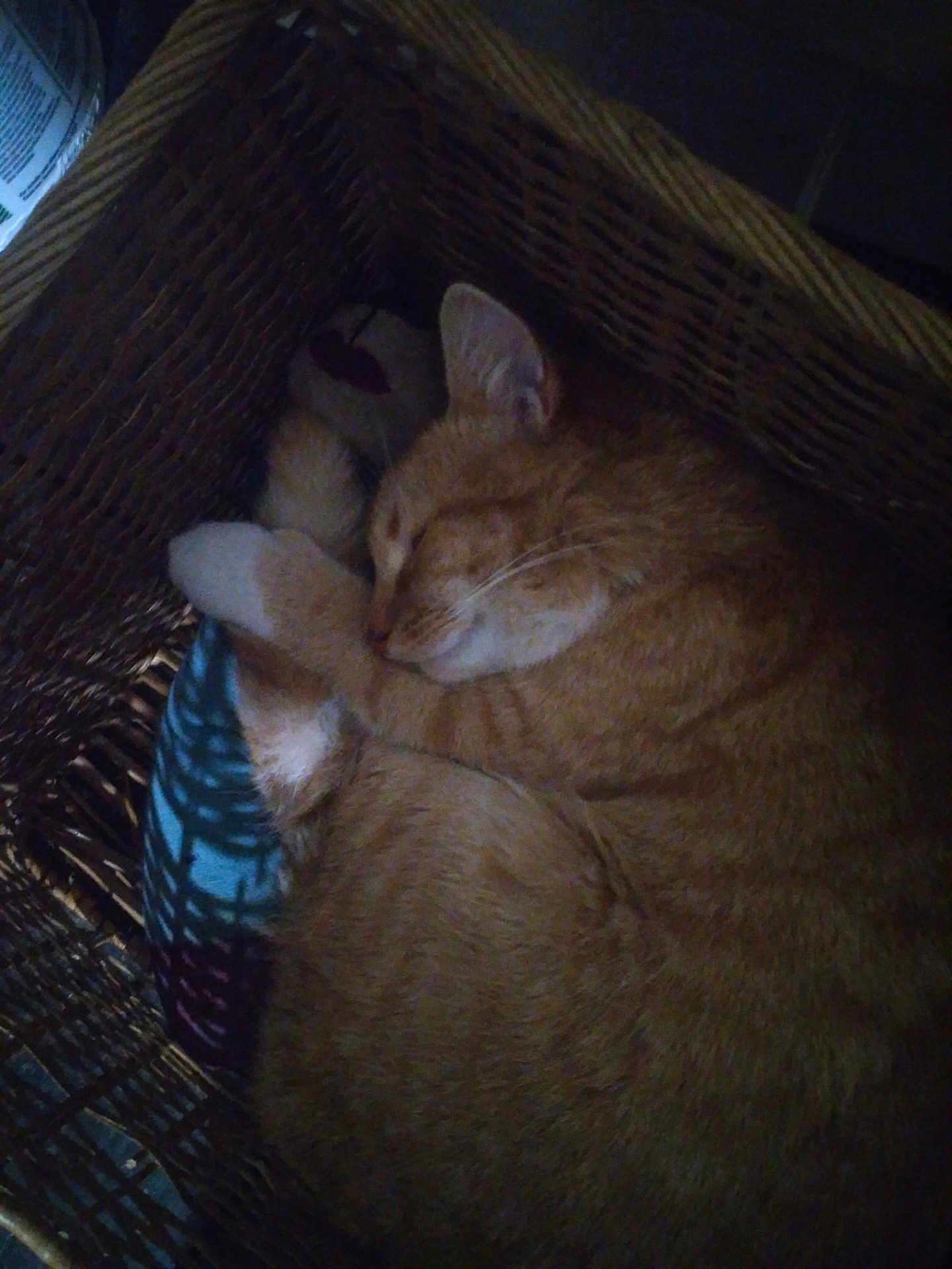 Mufasa Lee Booth joined the competition — help win amazing prizes! animal, basket, blanket, cat, cozy, cute, domestic_cat, feline, fur, ginger_cat, indoor, paw, pet, quiet, relaxed, resting, sleep, sleeping, whiskers, woven_basket