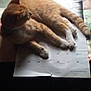Mufasa Lee Booth joined the competition — help win amazing prizes! animal, bed, calendar, cat, cozy, domestic, feline, fur, ginger_cat, indoor, laying_down, paws, pet, relaxed, resting, sleepy, soft_light, striped, whiskers, window_light