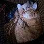 Mufasa Lee Booth is registered to the contest to win money with this photo: animal, cat, closeup, cozy, curled_up, cushion, cute, domestic_cat, feline, fur, indoor, orange_tabby, pattern, paws, pet, relaxed, resting, sleeping, snug, wicker_basket