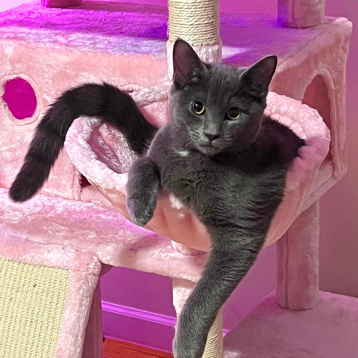 Enoki is registered to the contest to win money with this photo: cat, cat_tree, cozy, feline, furniture, gray_cat, hammock, home, indoor, kitten, looking_at_camera, paw, pet, pink, plush, portrait, relaxed, scratching_post, tail, whiskers