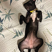 Kali is registered to the contest to win money with this photo: animal, bedspread, black_dog, collar, cute, dog, domestic_animal, expression, four_legs, fur, indoor, leaf_pattern, lying_down, paws_up, pet, playful, resting, sunflower_collar, surprised, wide_eyes