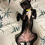 animal, bedspread, black_dog, collar, cute, dog, domestic_animal, expression, four_legs, fur, indoor, leaf_pattern, lying_down, paws_up, pet, playful, resting, sunflower_collar, surprised, wide_eyes