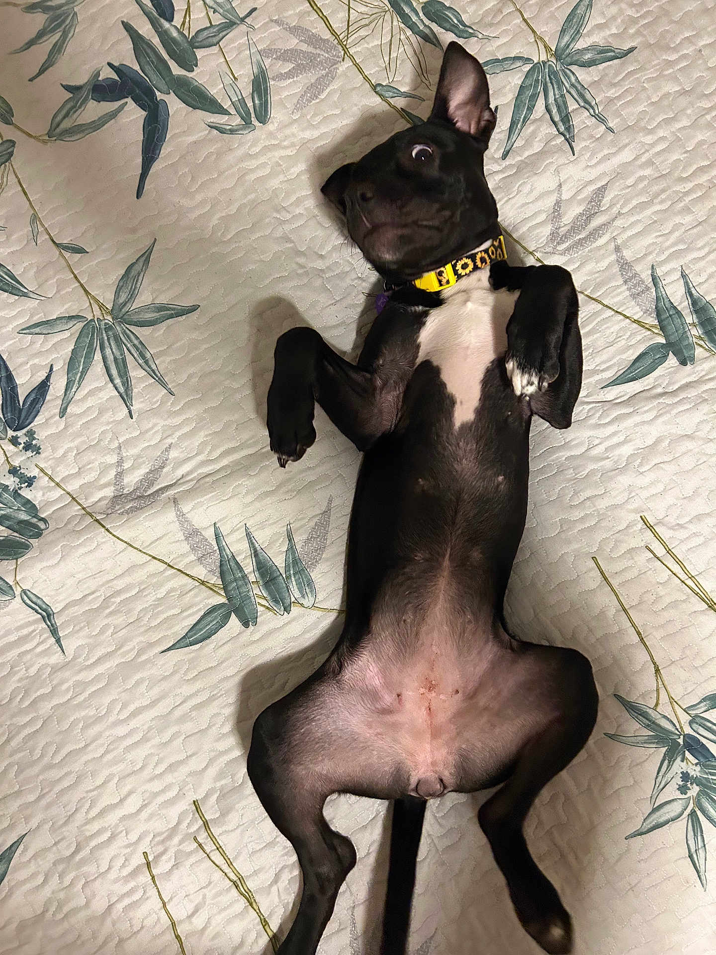 Kali