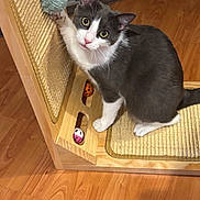 Lily is registered to the contest to win money with this photo: cat, grey_and_white, toy, scratching_post, wooden_floor, indoor, pet, playful, feline, curious, paw, close_up, sitting, looking_at_camera, household, pet_toys, fur, ears, eyes, whiskers