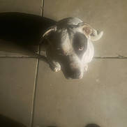 Buddie joined the competition — help win amazing prizes! animal, black_patch, blur, canine, companion, curious, dog, domestic, ears, floor, footwear, indoor, looking_up, paws, pet, shadow, soft_light, tail, tile, white