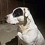 Buddie joined the competition — help win amazing prizes! animal, black_spots, calm, canine, concrete, dog, ear, fence, fur, muscular, night, outdoor, pet, portrait, quiet, shadow, side_view, sitting, spot, white_dog