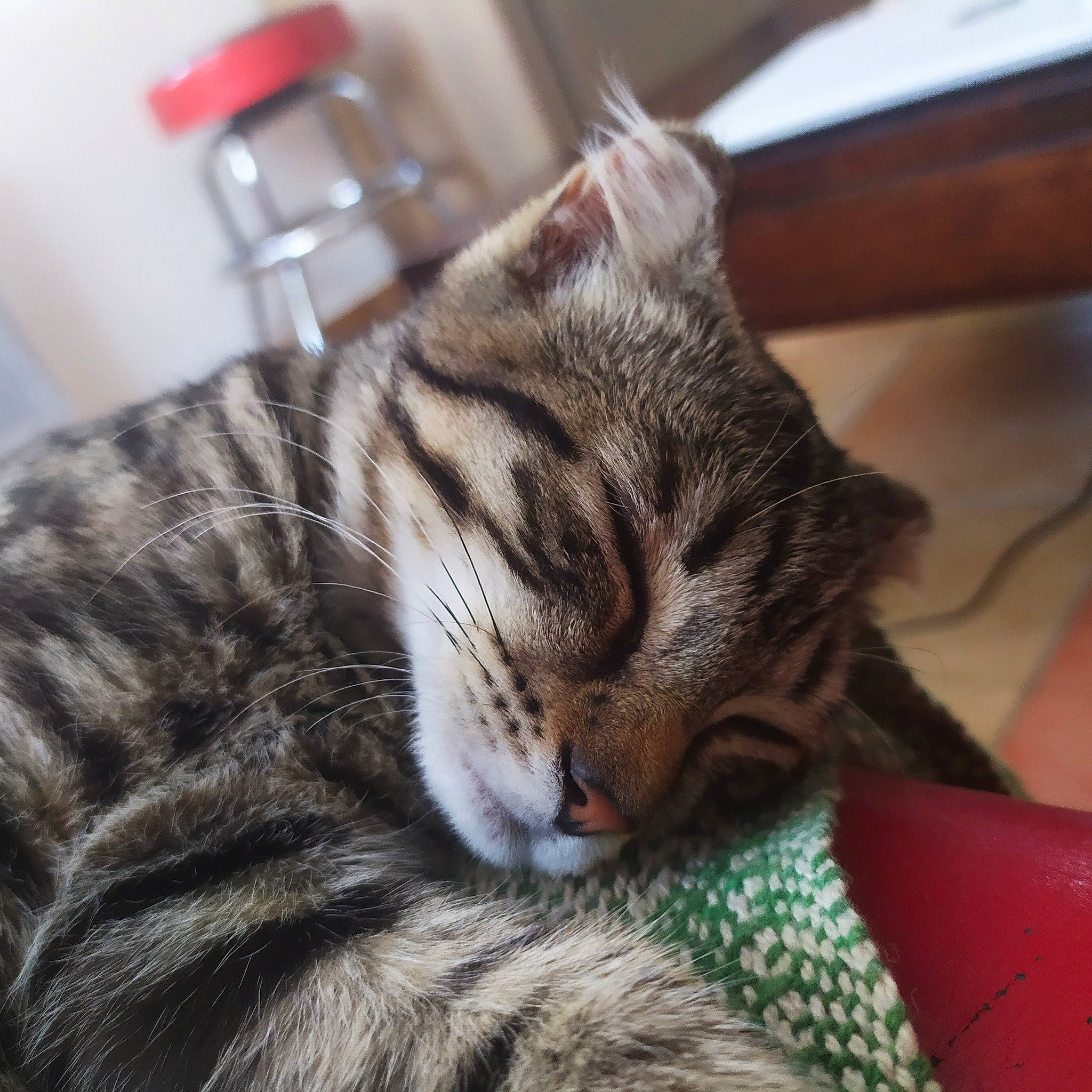 Pétra a rejoint le concours — aidez-le/la à gagner de superbes lots ! carnivore, cat, claw, comfort, domestic_short_haired_cat, felidae, fur, nap, paw, sleep, small_to_medium_sized_cats, snout, terrestrial_animal, whiskers