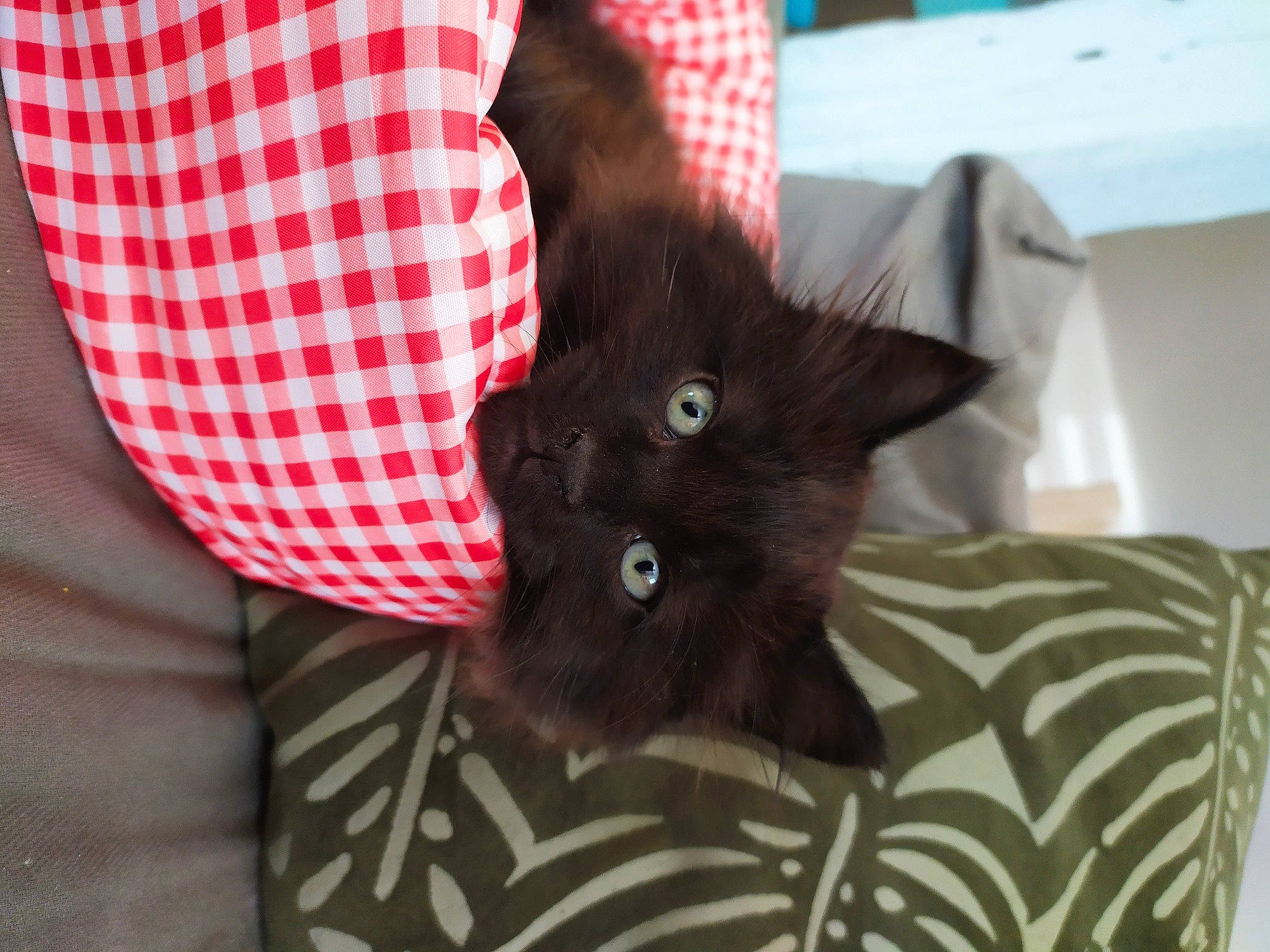 Roberto participe au concours pour gagner de l'argent avec cette photo : bed, black_cat, bombay, carnivore, cat, cat_supply, comfort, domestic_short_haired_cat, ear, fawn, felidae, fur, grey, linens, pattern, plaid, small_to_medium_sized_cats, tail, tartan, whiskers