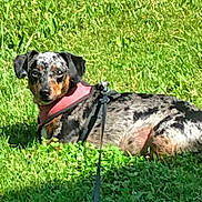 Pixie is registered to the contest to win money with this photo: dog, dog_breed, dog_like_mammal, grass, hound, louisiana_catahoula_leopard_dog, vulnerable_native_breeds