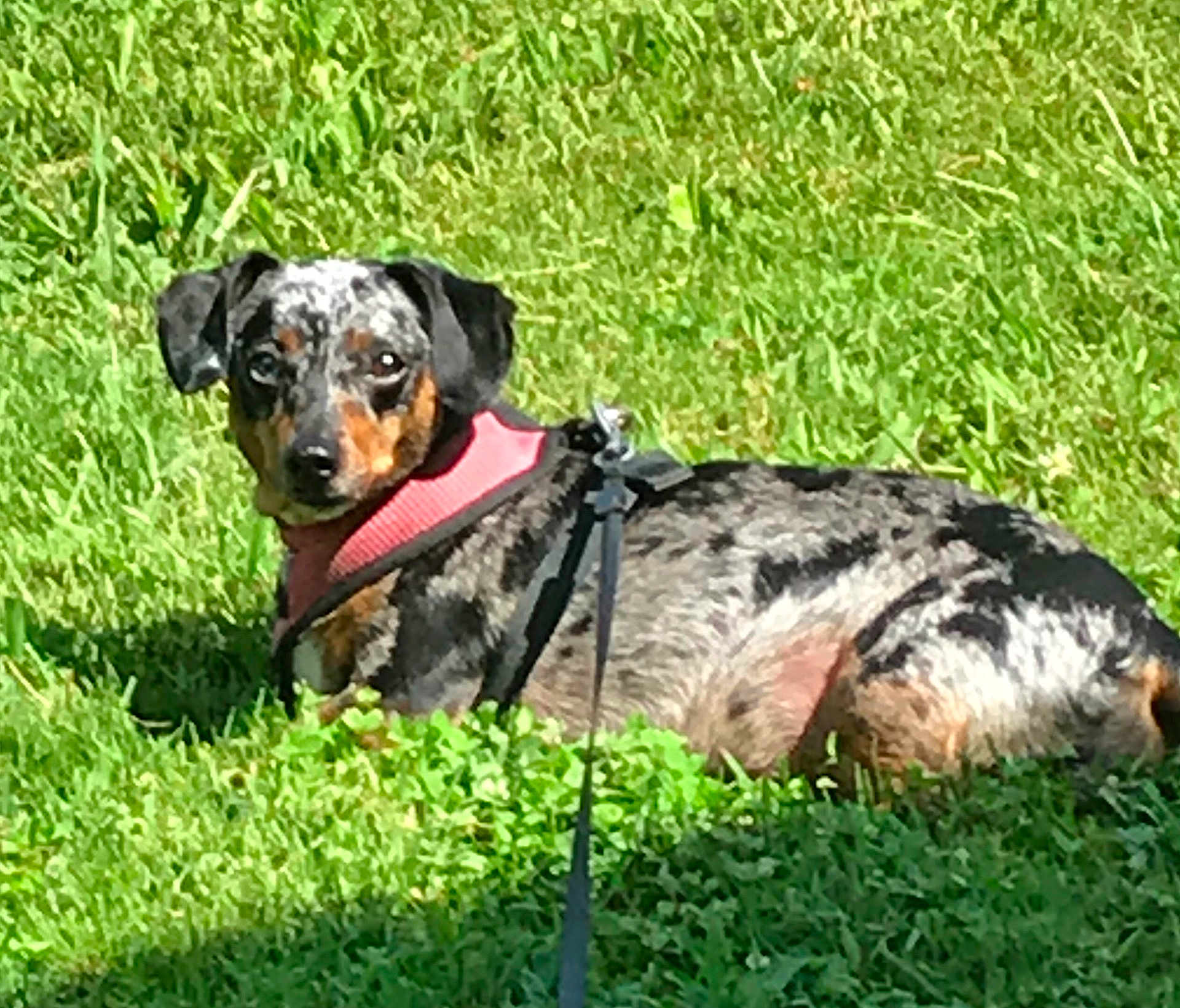 Pixie is registered to the contest to win money with this photo: dog, dog_breed, dog_like_mammal, grass, hound, louisiana_catahoula_leopard_dog, vulnerable_native_breeds