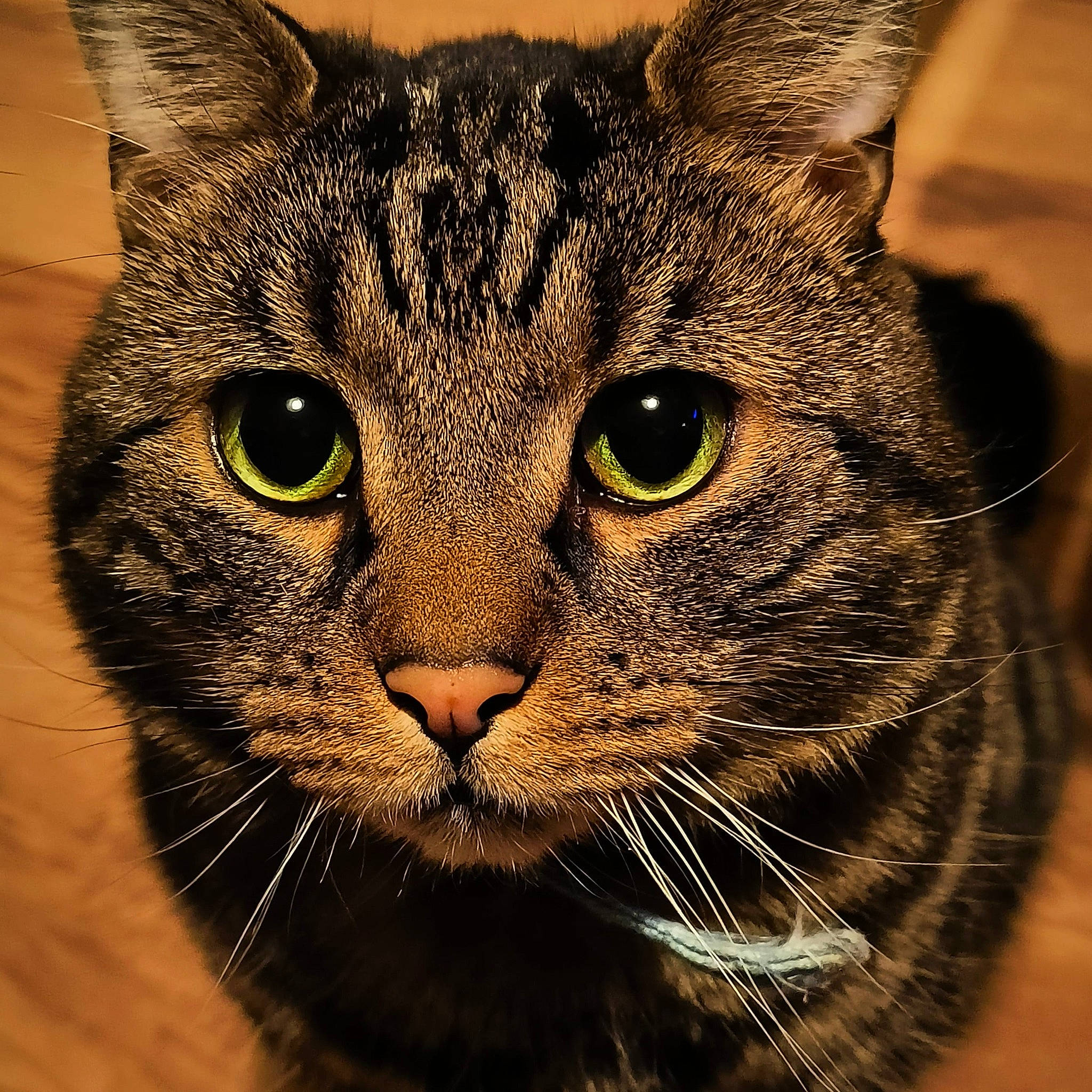Ragnar is registered to the contest to win money with this photo: carnivore, cat, close_up, domestic_short_haired_cat, eye, felidae, fur, hair, head, small_to_medium_sized_cats, snout, terrestrial_animal, whiskers, wildlife