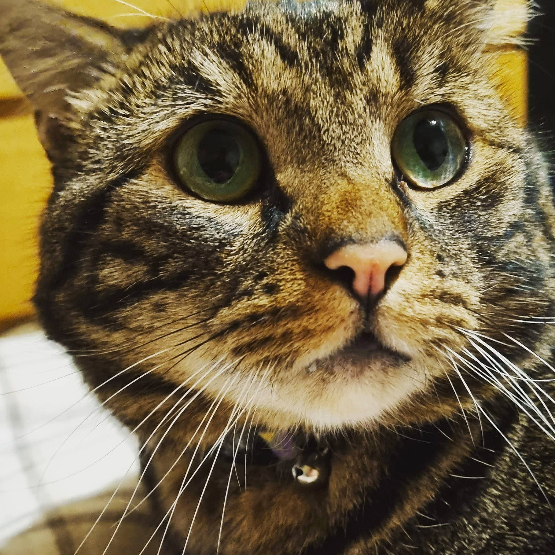 Ragnar joined the competition — help win amazing prizes! carnivore, cat, close_up, domestic_short_haired_cat, eye, felidae, fur, head, photography, small_to_medium_sized_cats, snout, terrestrial_animal, whiskers