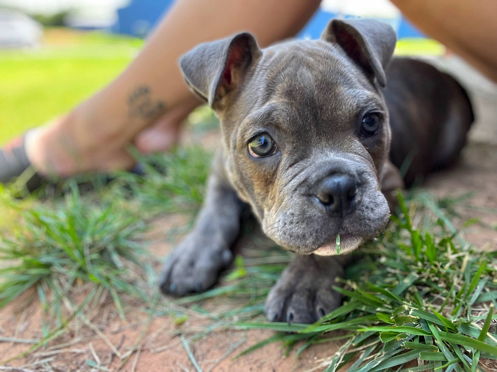 Juicy joined the competition — help win amazing prizes! ancient_dog_breeds, art, carnivore, companion_dog, dog, dog_breed, fawn, foot, grass, groundcover, human_leg, molosser, plant, snout, sporting_group, terrestrial_animal, toy_dog, whiskers, working_animal, wrinkle