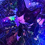 animal, black_and_white, branches, cat, christmas_tree, close_up, colorful_lights, curious, cute, decorations, feline, festive, glowing, holiday_lights, indoor, night, pet, playful, tuxedo_cat, whiskers