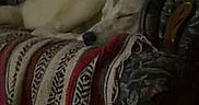 Apollo is registered to the contest to win money with this photo: blanket, canine, comfort, couch, cozy, dog, domestic_animal, floral_pattern, furniture, home, indoor, living_room, nap, peaceful, pet, quiet, relaxation, resting, sleeping, wood_floor
